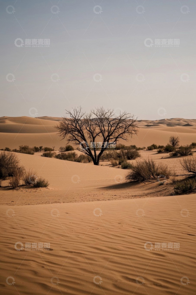 高清大图下载【趣麦麦图】沙漠中孤树立于沙丘之上