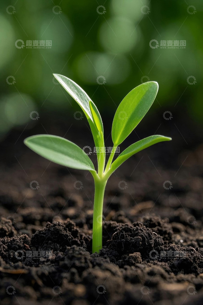 高清大图下载【趣麦麦图】破土而出的绿色幼苗