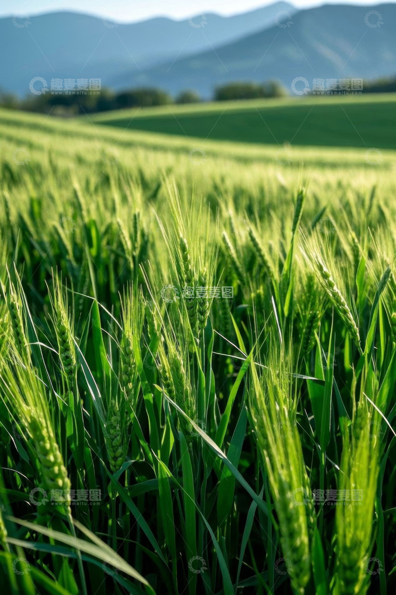 高清大图下载【趣麦麦图】绿色麦田自然风光