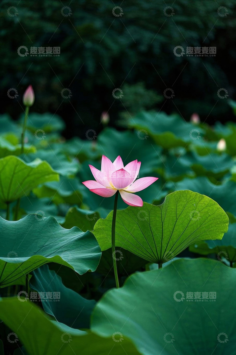 高清大图下载【趣麦麦图】盛开的粉色荷花与荷叶景观