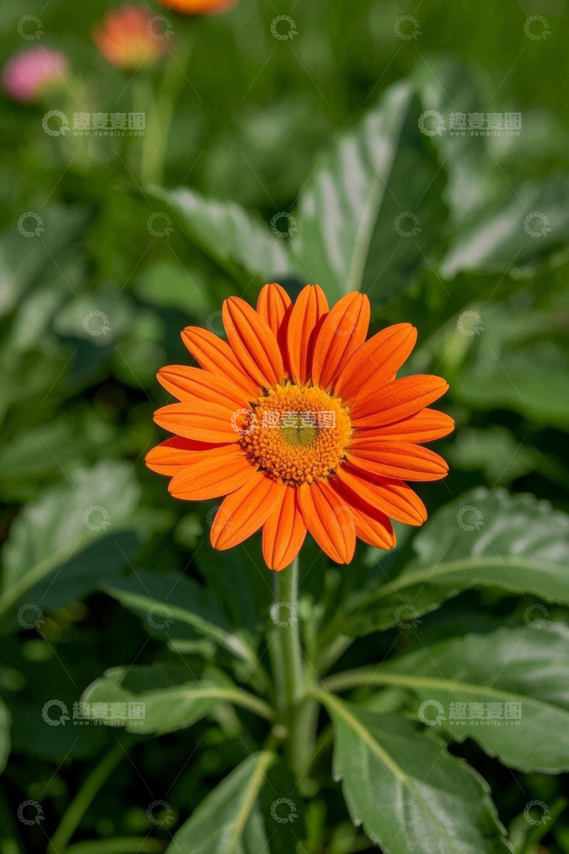 高清大图下载【趣麦麦图】橙色花朵特写自然素材