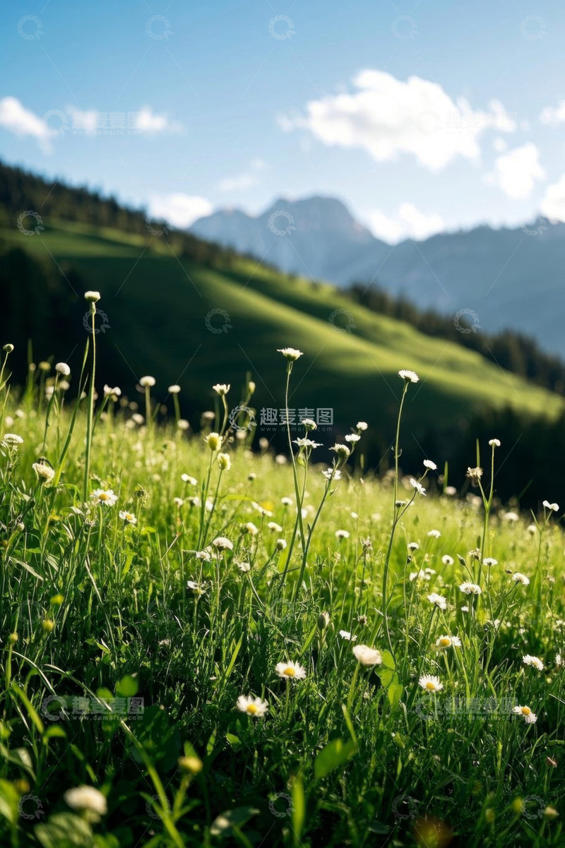 高清大图下载【趣麦麦图】山野间盛开的花草风景