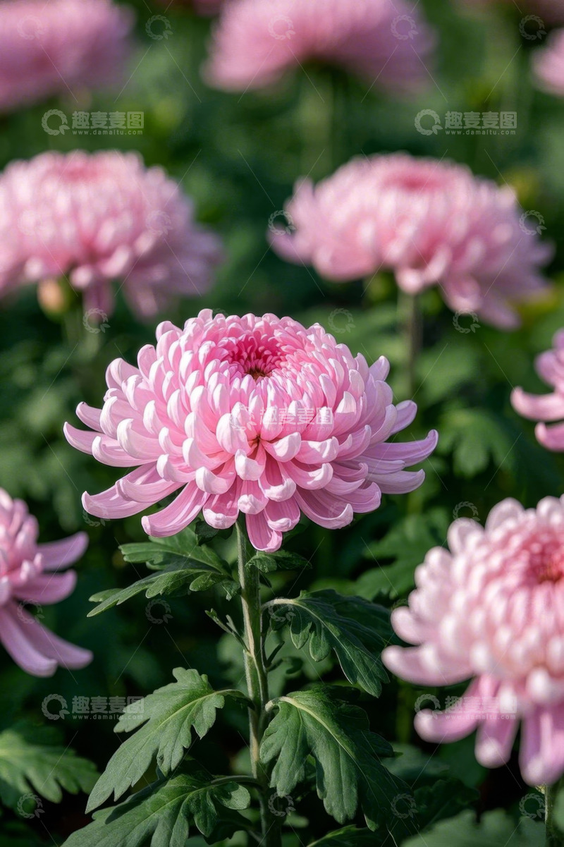 高清大图下载【趣麦麦图】粉色菊花自然景象
