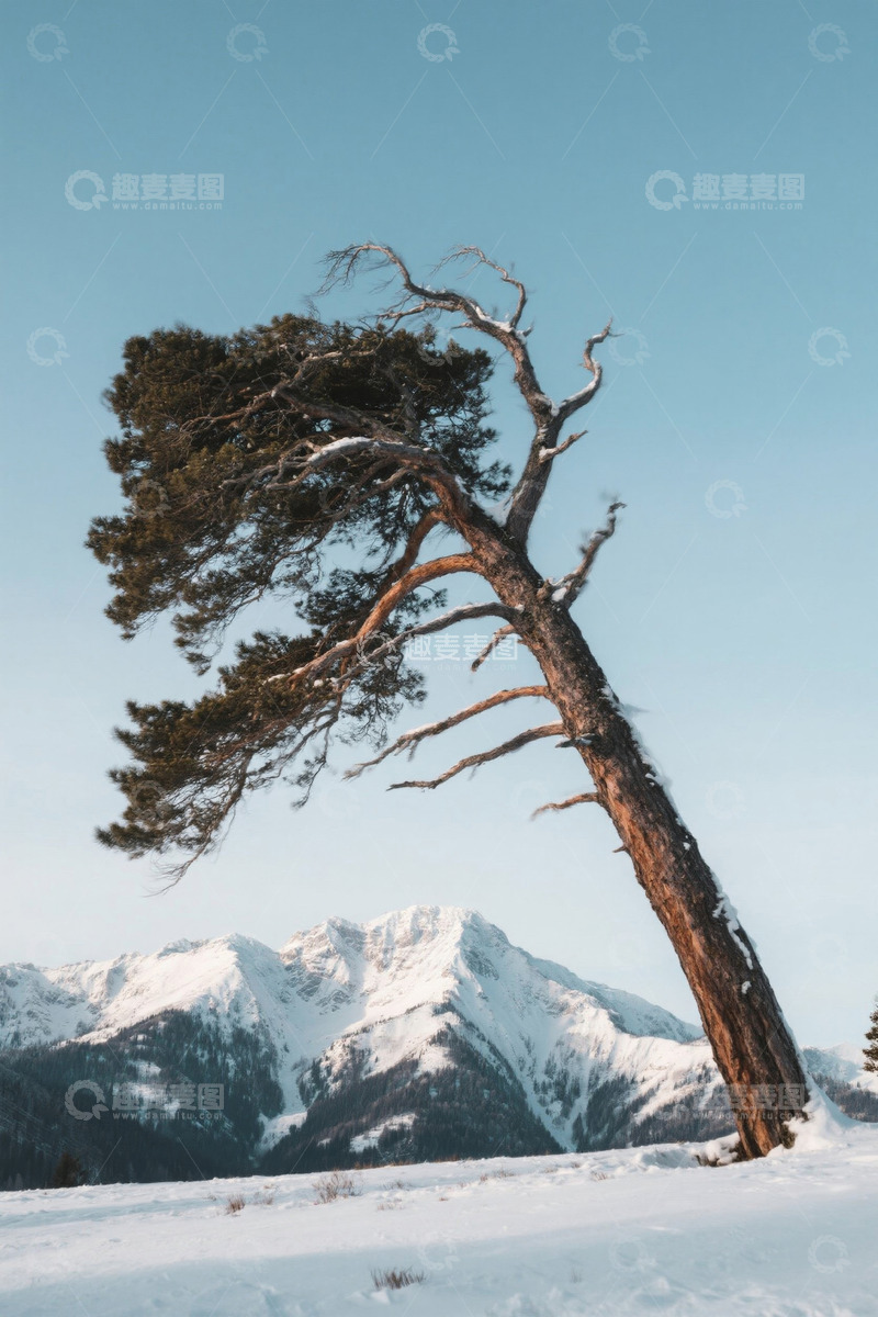 高清大图下载【趣麦麦图】雪山前倾斜松树雪景