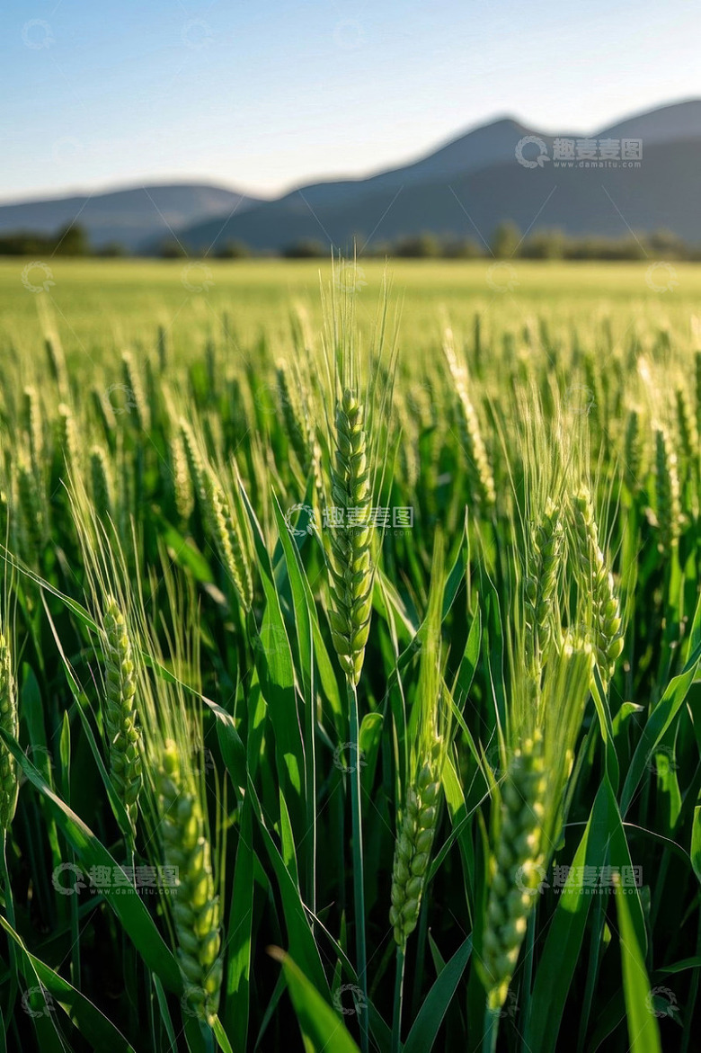 麦田风光远景