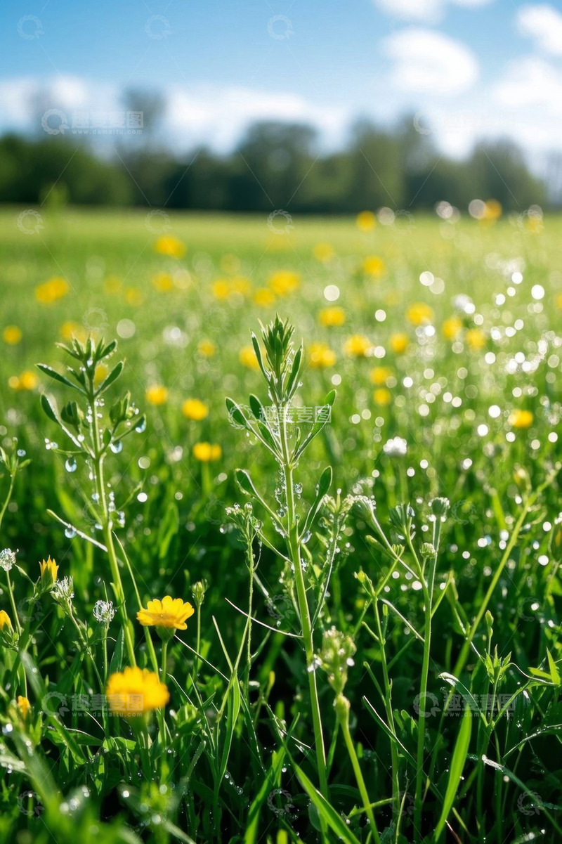 高清大图下载【趣麦麦图】户外草地黄色小花风景