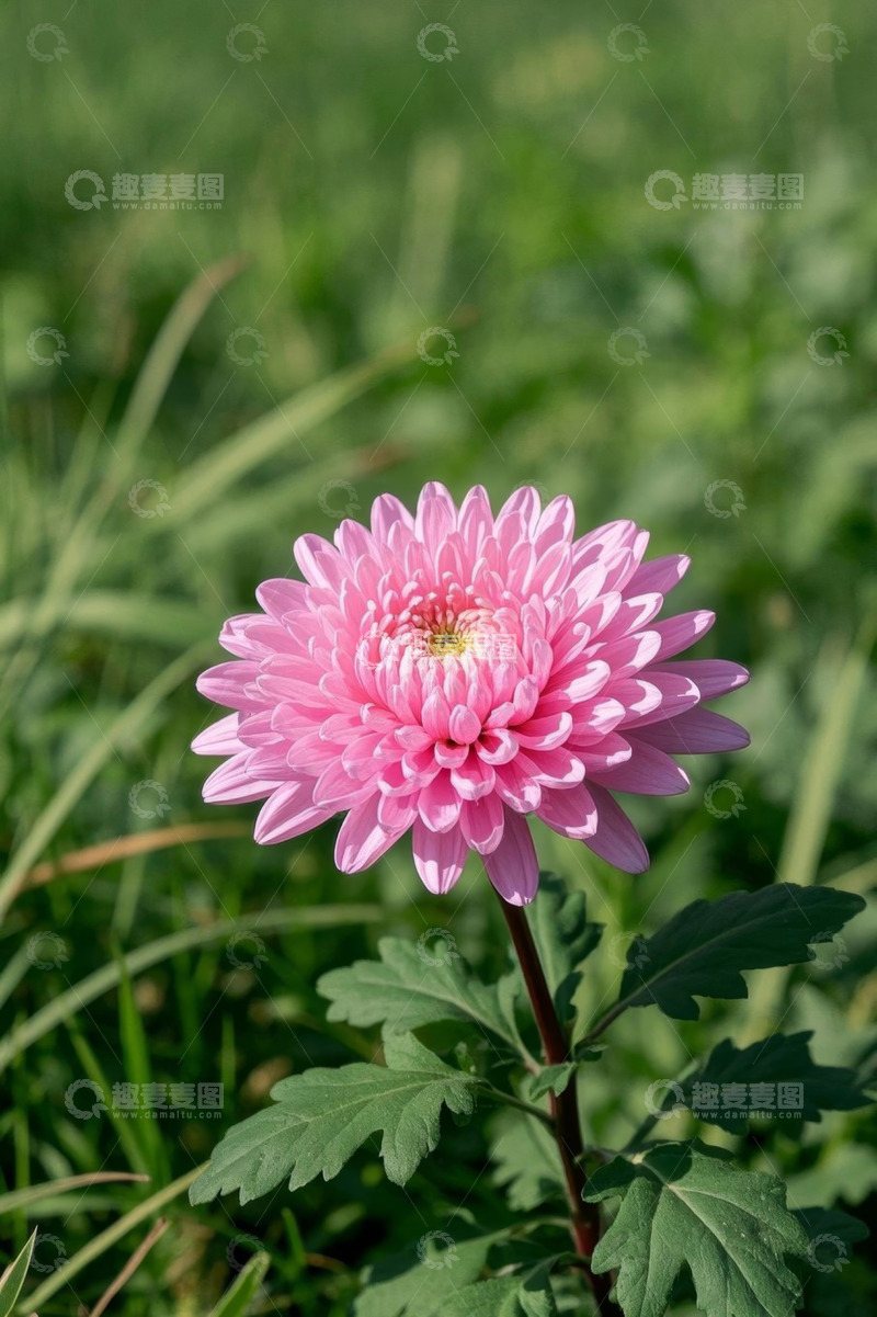 高清大图下载【趣麦麦图】粉色菊花特写