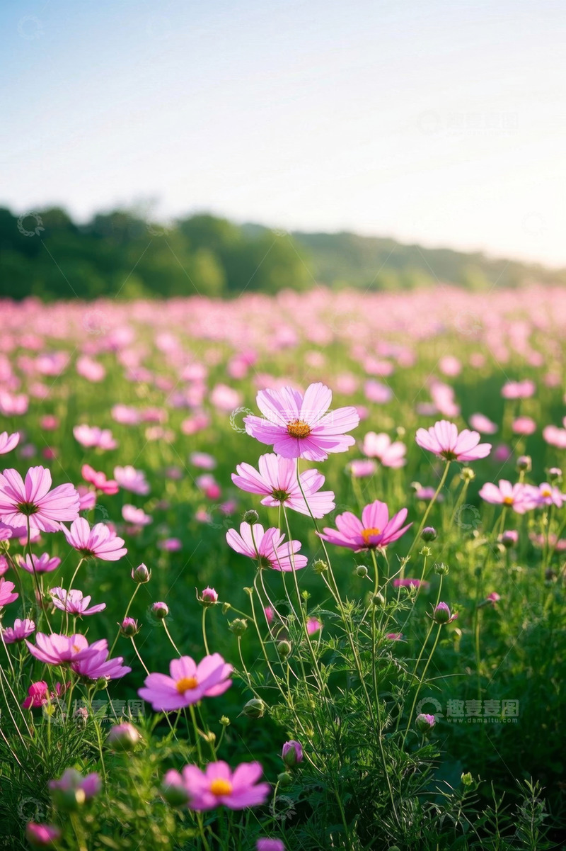 高清大图下载【趣麦麦图】户外粉色花朵盛开的花田