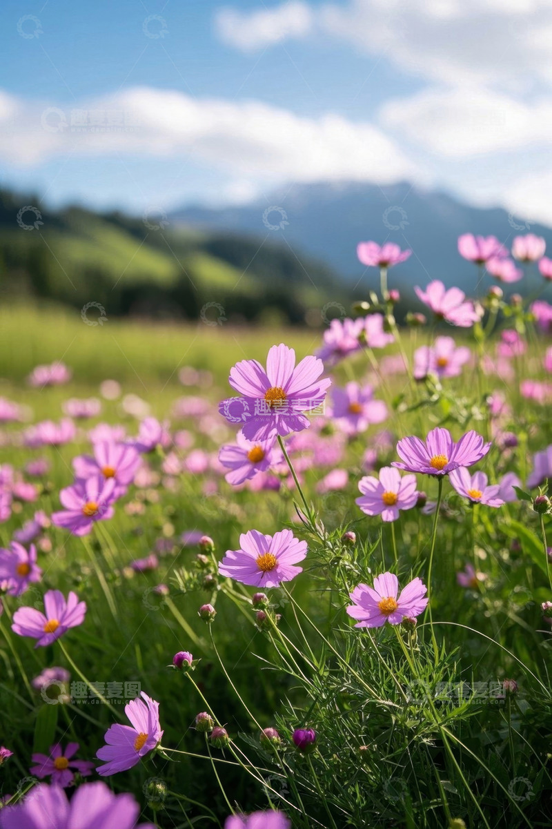 高清大图下载【趣麦麦图】户外田野中的紫色花朵