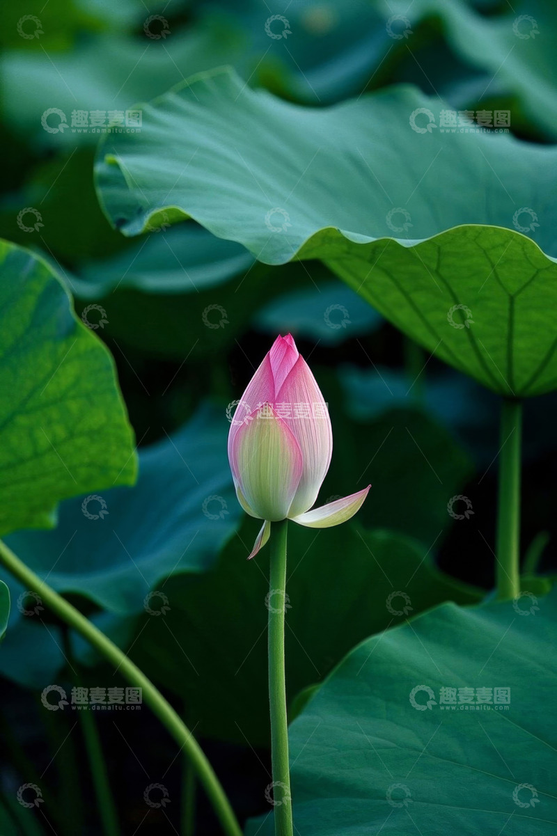 高清大图下载【趣麦麦图】含苞待放的荷花与荷叶