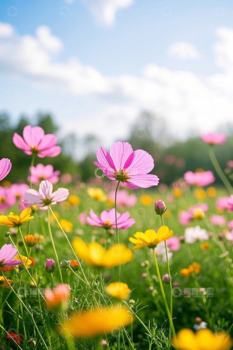 高清大图下载【趣麦麦图】阳光下盛开的多彩野花