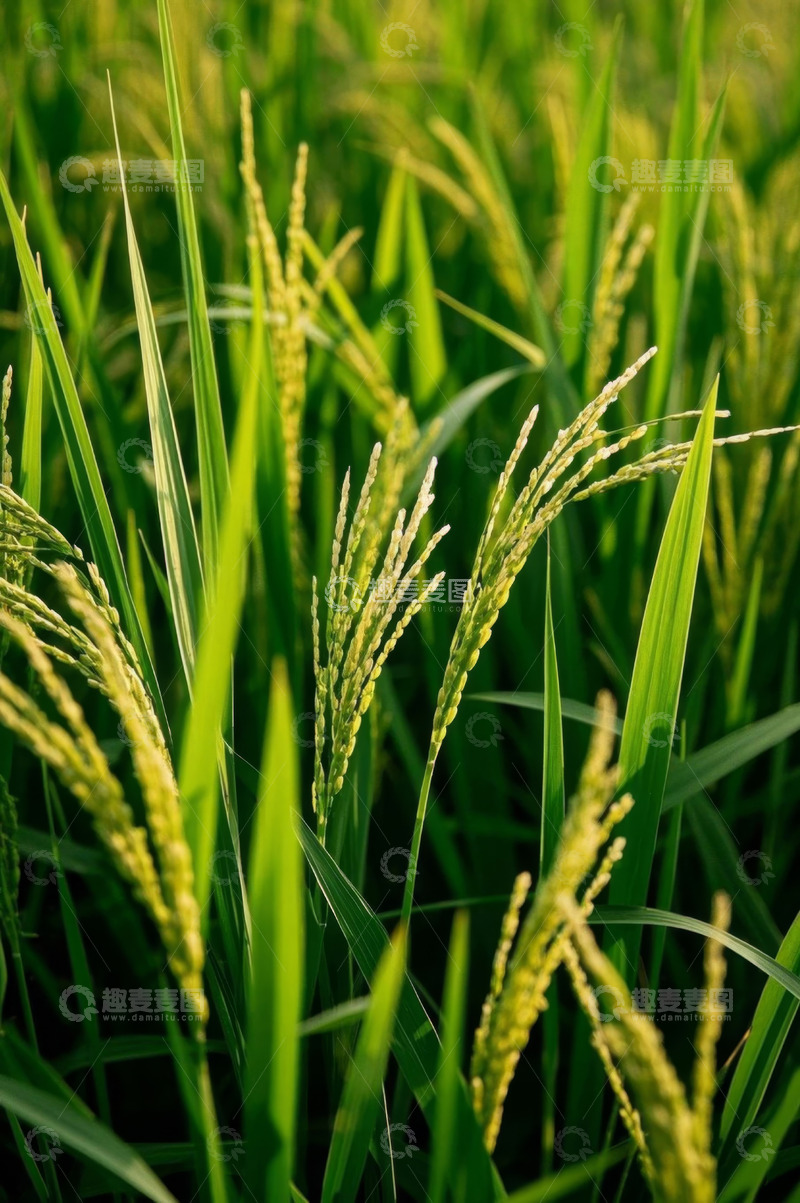 高清大图下载【趣麦麦图】稻田中的成熟稻穗特写