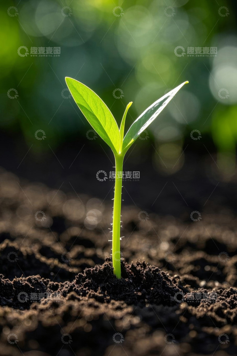 高清大图下载【趣麦麦图】破土而出的嫩绿植物幼苗