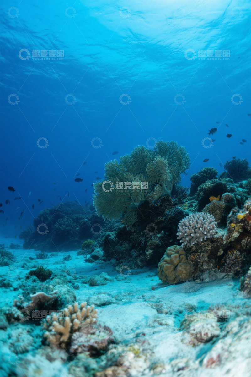 高清大图下载【趣麦麦图】海底珊瑚礁与游鱼景象