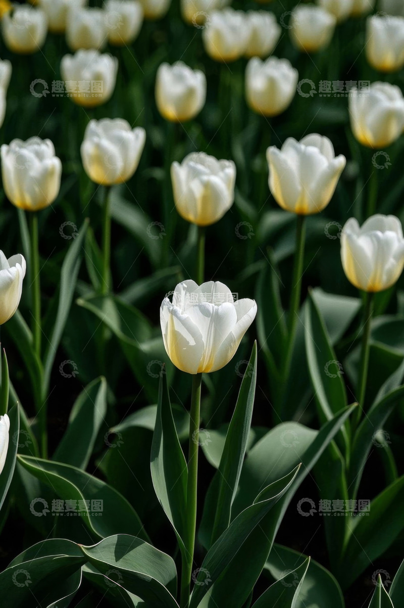 高清大图下载【趣麦麦图】白色郁金香花丛特写
