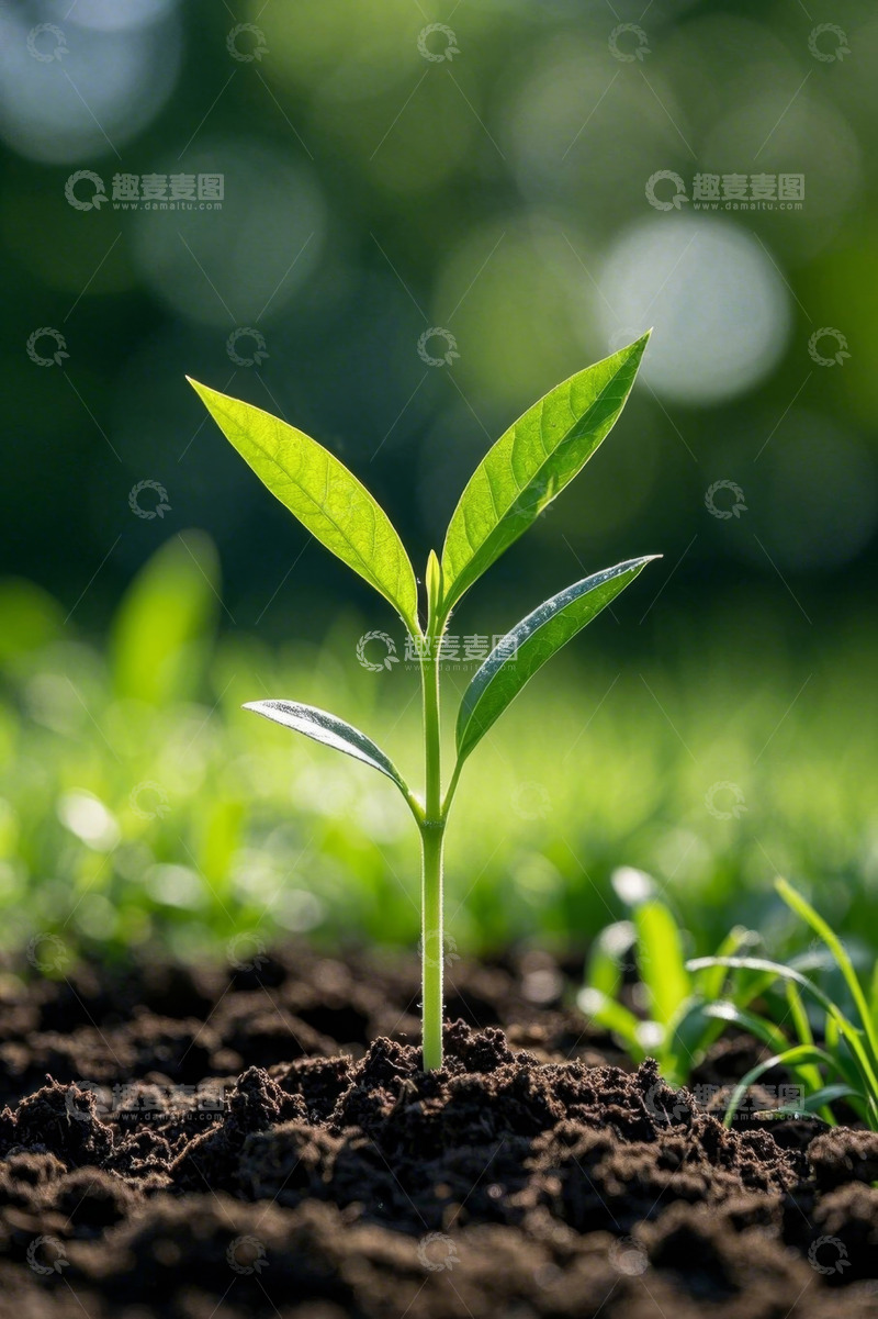 高清大图下载【趣麦麦图】破土而出的嫩绿植物幼苗