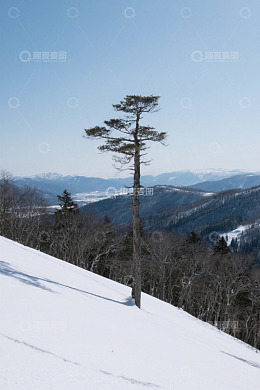 雪坡上的孤树与远山雪景