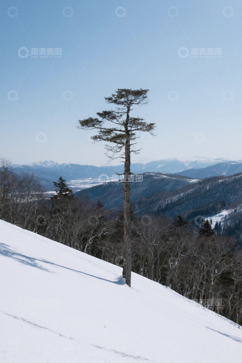 雪坡上的孤树与远山雪景