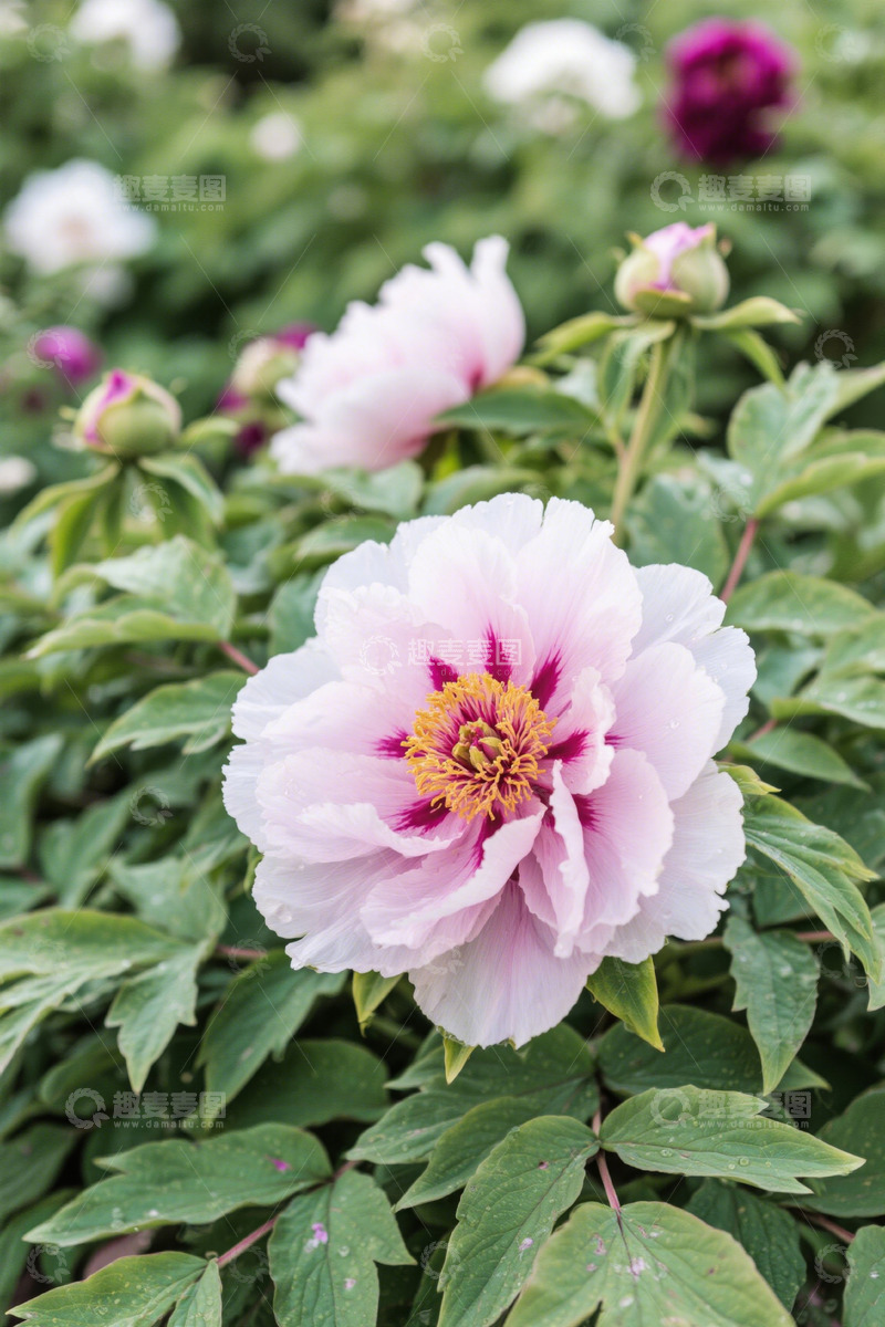 高清大图下载【趣麦麦图】盛开的粉色牡丹花特写