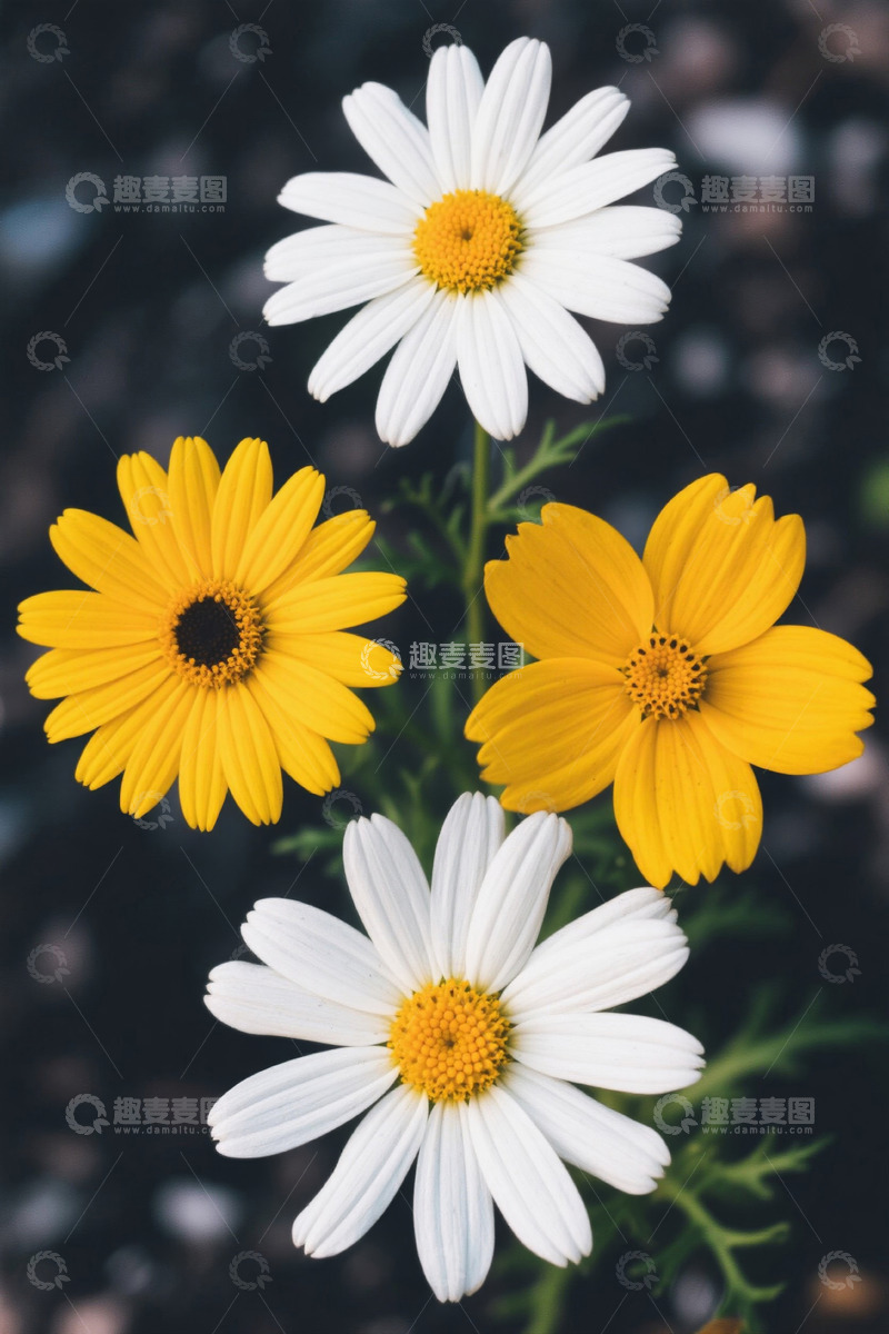 高清大图下载【趣麦麦图】白色黄色雏菊特写