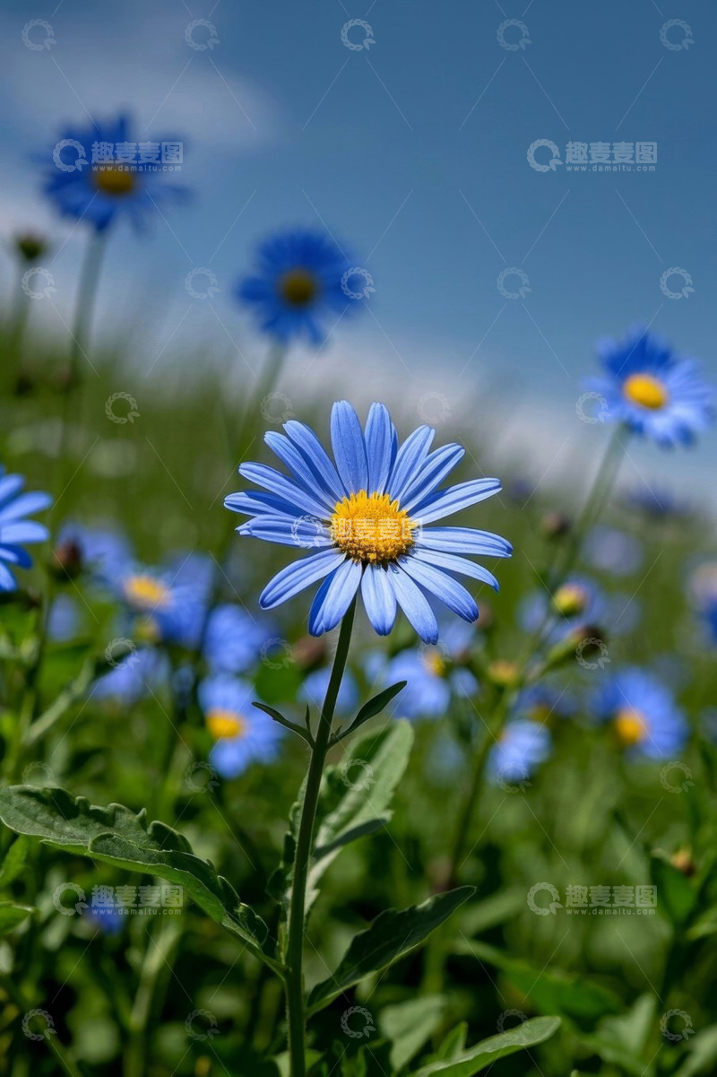高清大图下载【趣麦麦图】蓝花盛开的自然花卉场景
