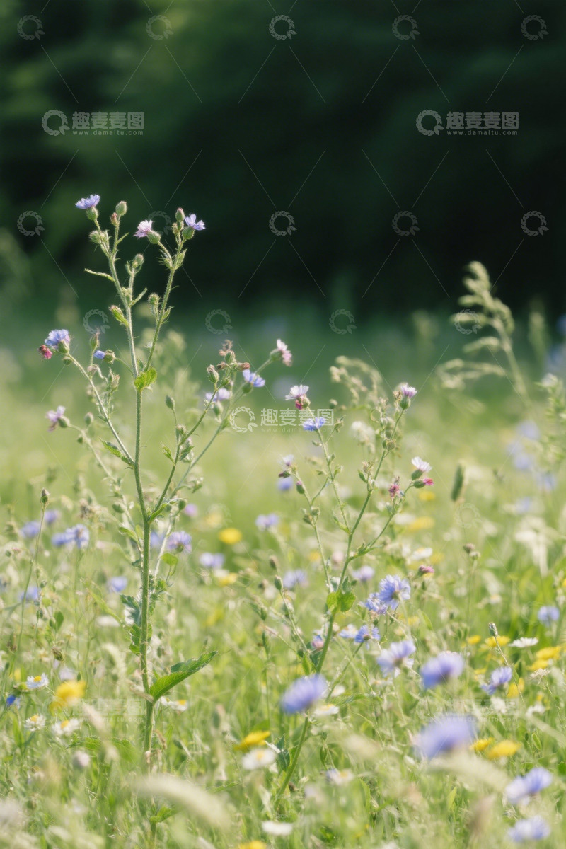 高清大图下载【趣麦麦图】野外盛开的紫色小花