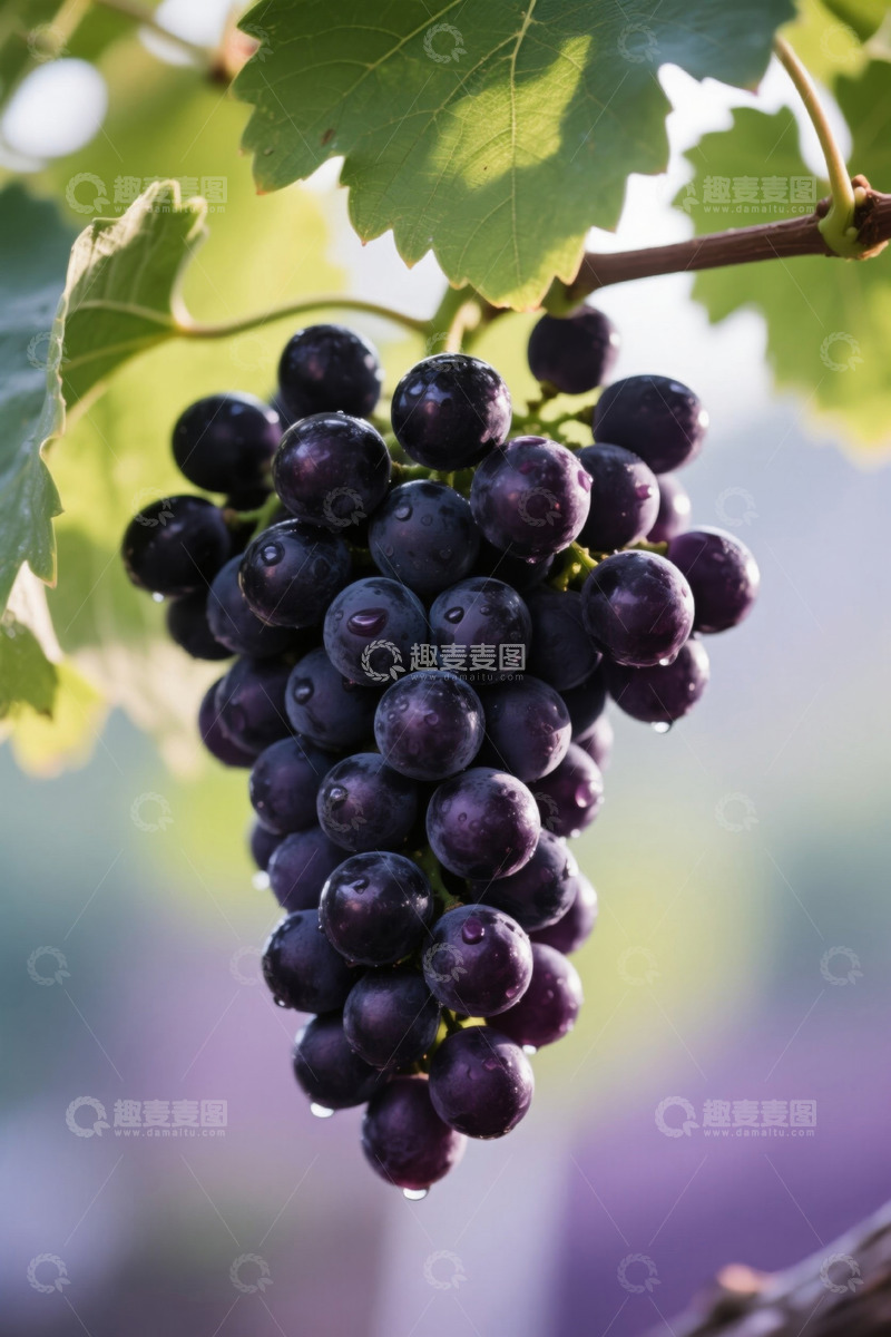高清大图下载【趣麦麦图】枝头成熟紫葡萄特写