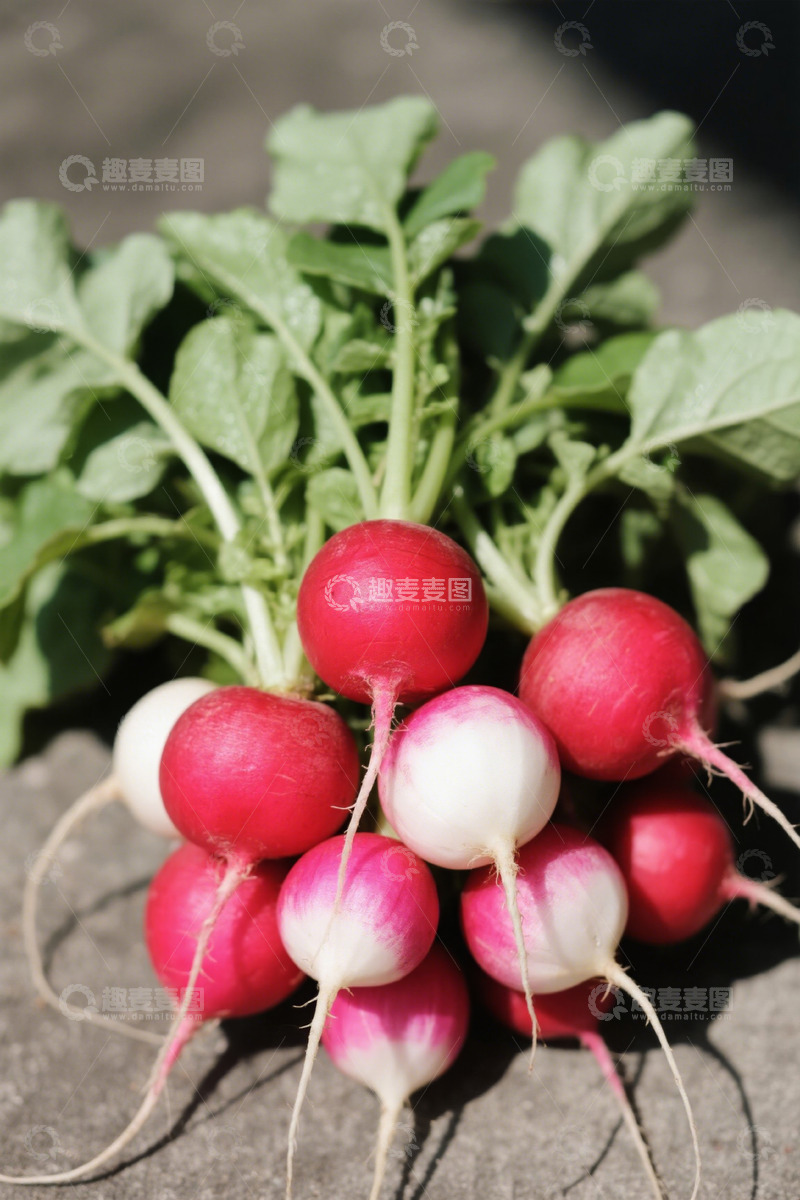 高清大图下载【趣麦麦图】新鲜带叶樱桃萝卜特写