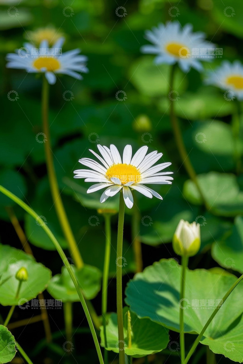 高清大图下载【趣麦麦图】白色雏菊与绿叶特写