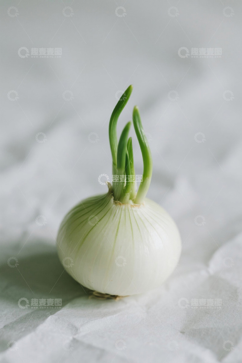 高清大图下载【趣麦麦图】发芽的洋葱特写