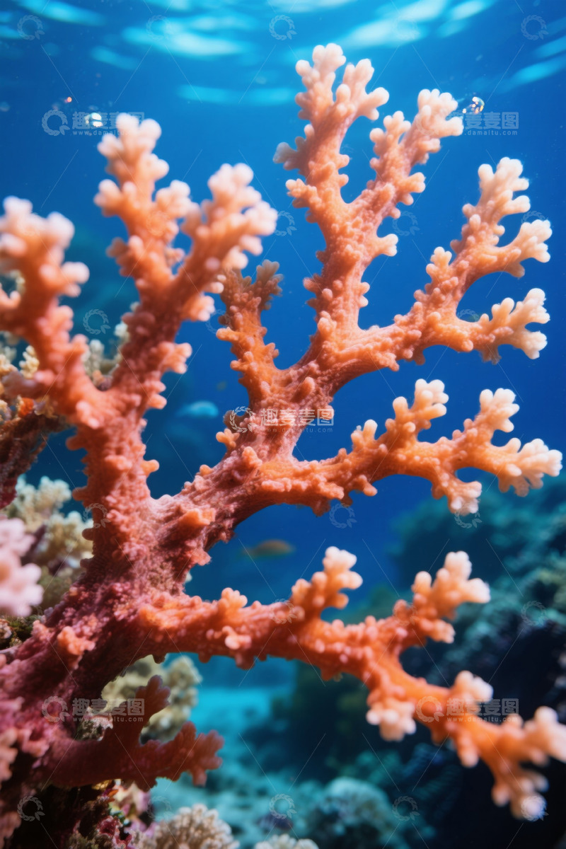 高清大图下载【趣麦麦图】水下珊瑚特写