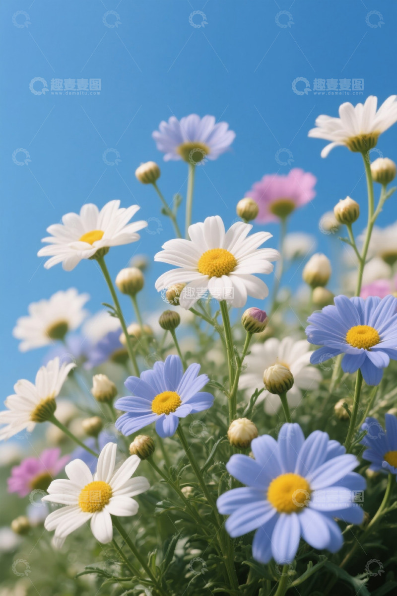 高清大图下载【趣麦麦图】蓝天下绽放的雏菊与花卉