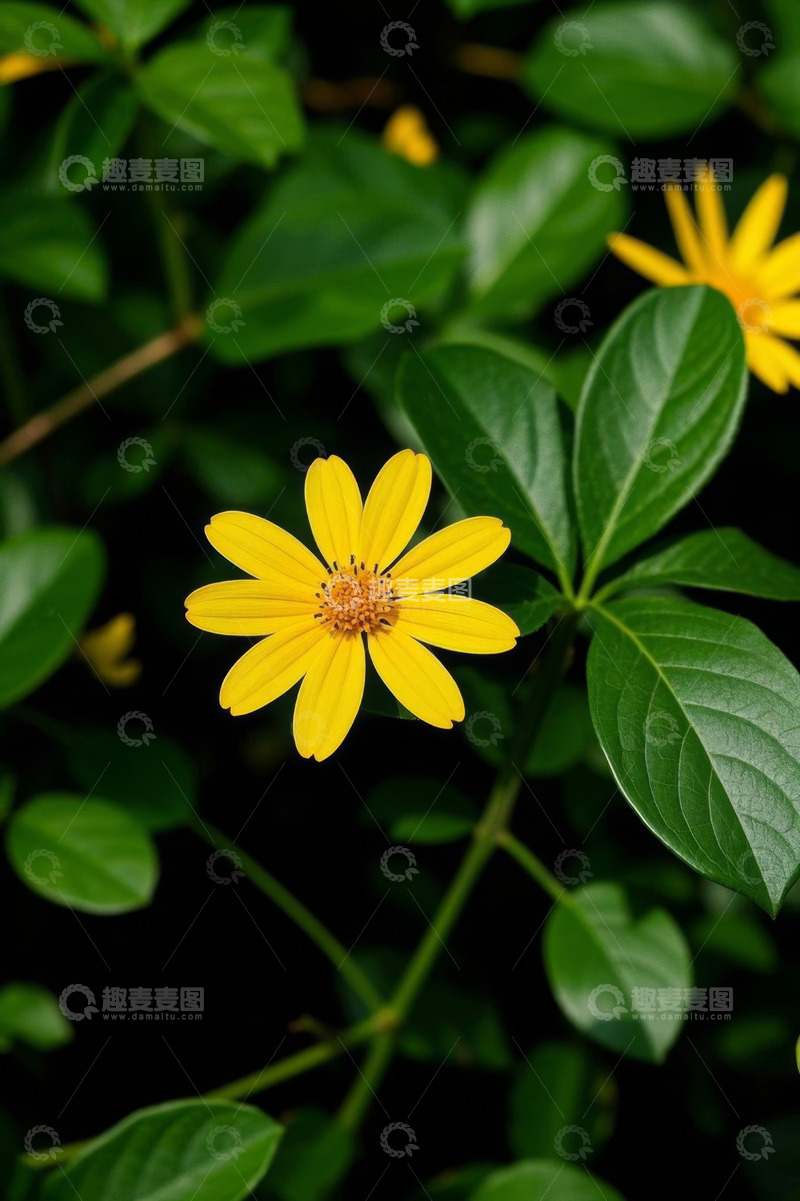 高清大图下载【趣麦麦图】黄色小花与绿叶特写