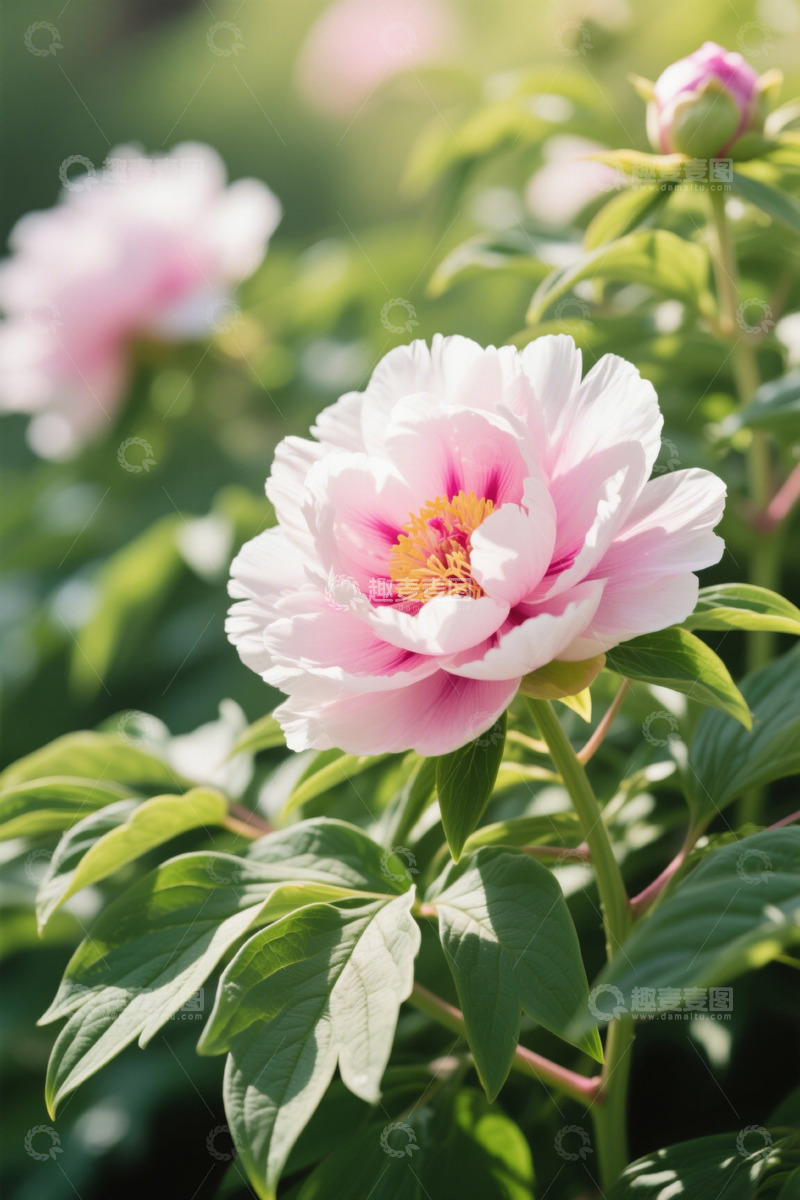 高清大图下载【趣麦麦图】盛开的粉色牡丹花特写