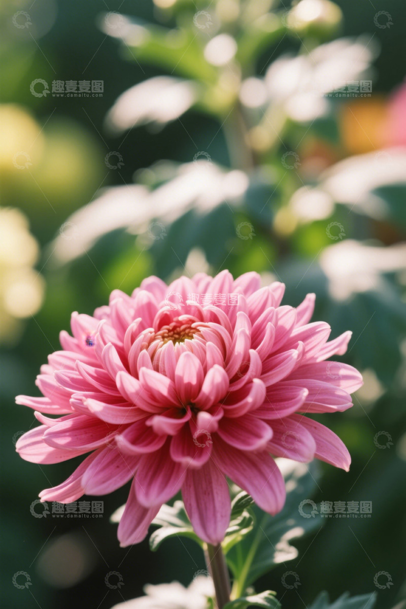 高清大图下载【趣麦麦图】特写粉色菊花花卉