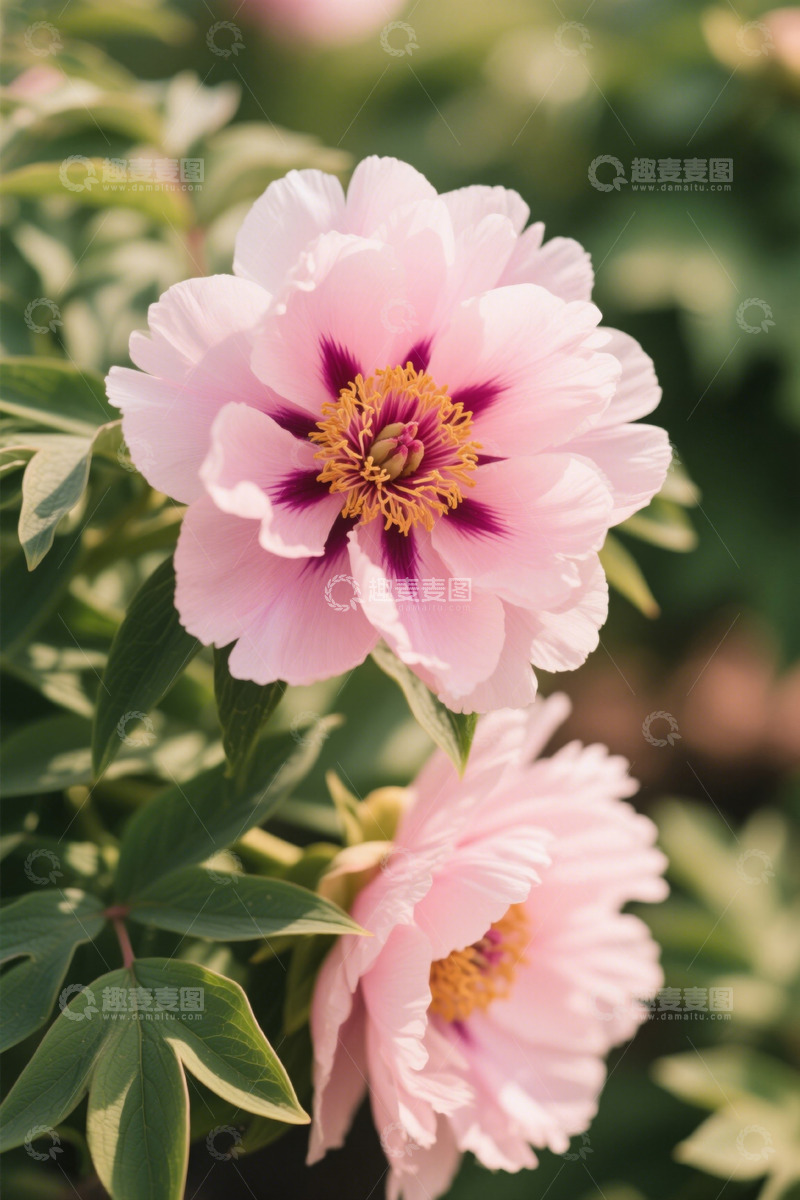 高清大图下载【趣麦麦图】特写粉色牡丹花