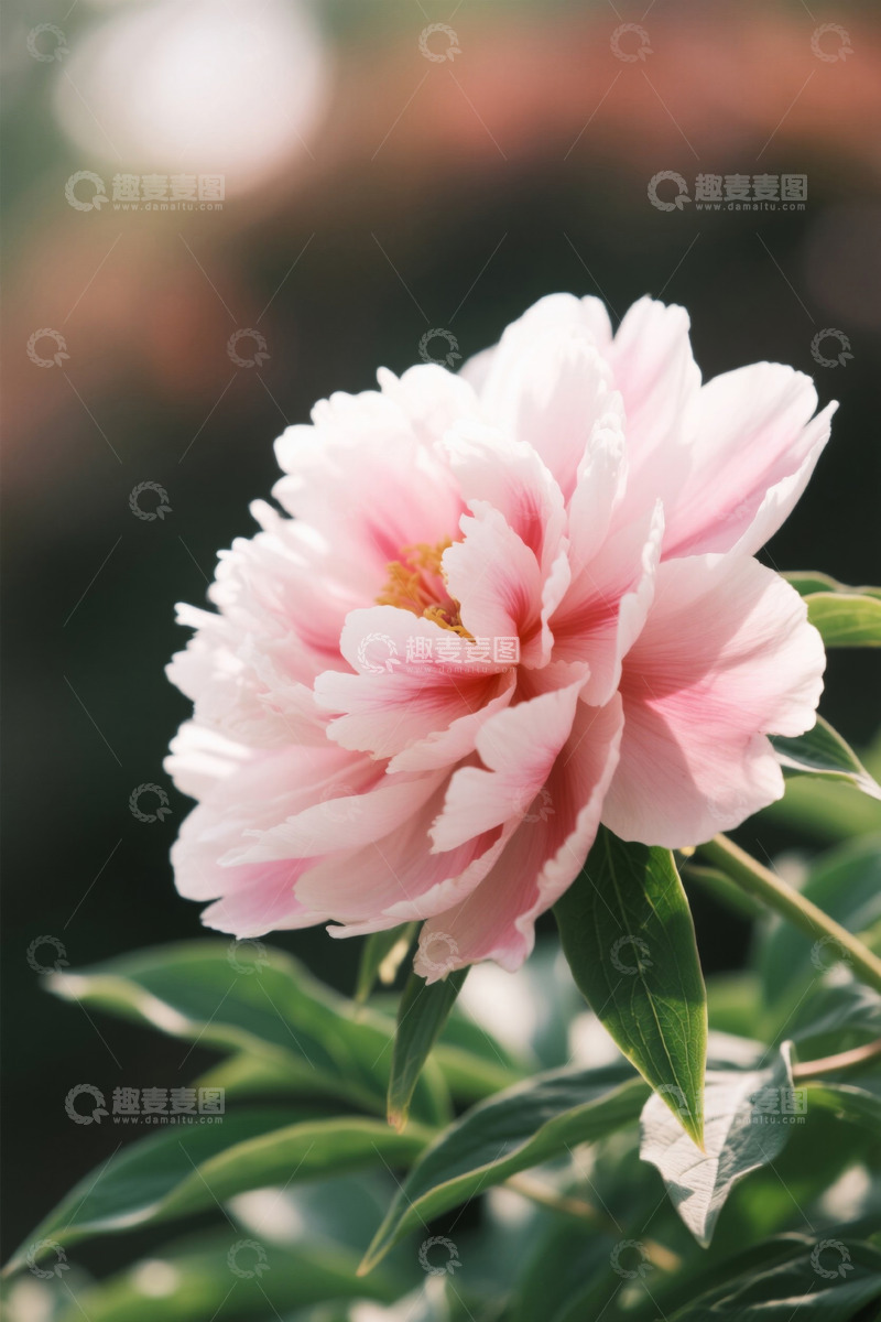 高清大图下载【趣麦麦图】粉色牡丹花特写