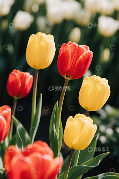 红黄郁金香花卉特写