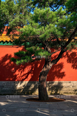 红墙旁造型独特的松树景观