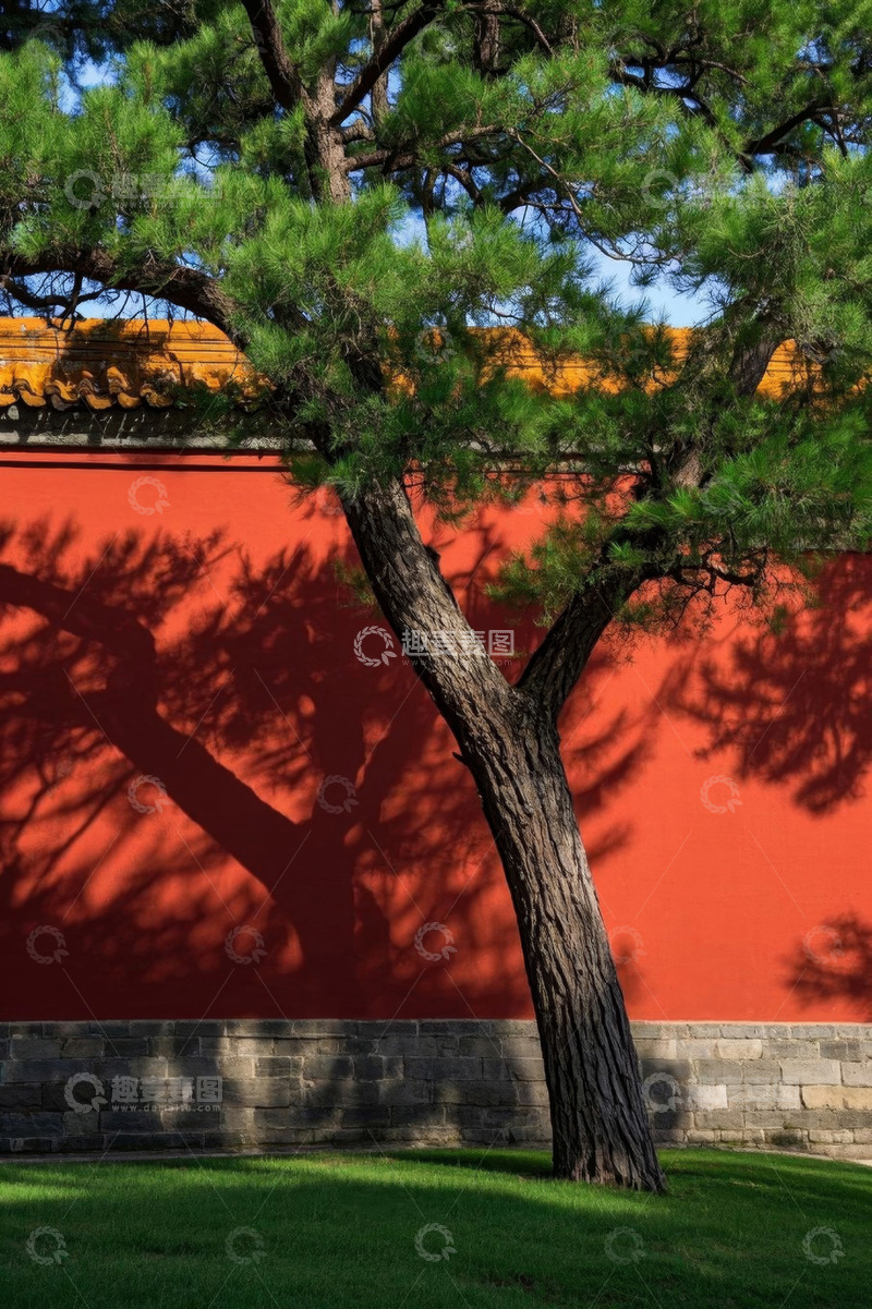 高清大图下载【趣麦麦图】红墙旁的松树景观