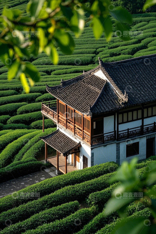 茶园中的中式建筑