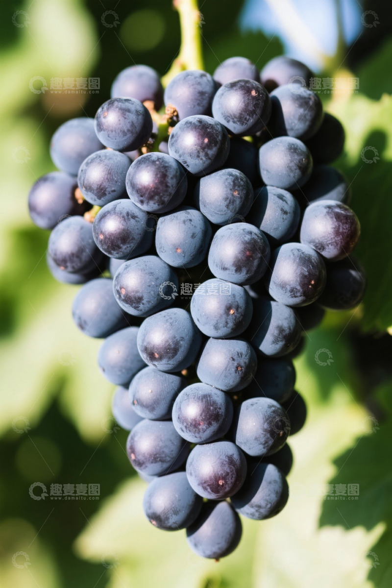 高清大图下载【趣麦麦图】成熟紫葡萄特写