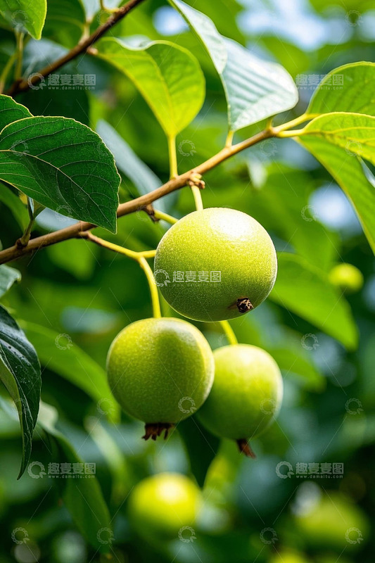 枝头挂着的青绿色果实