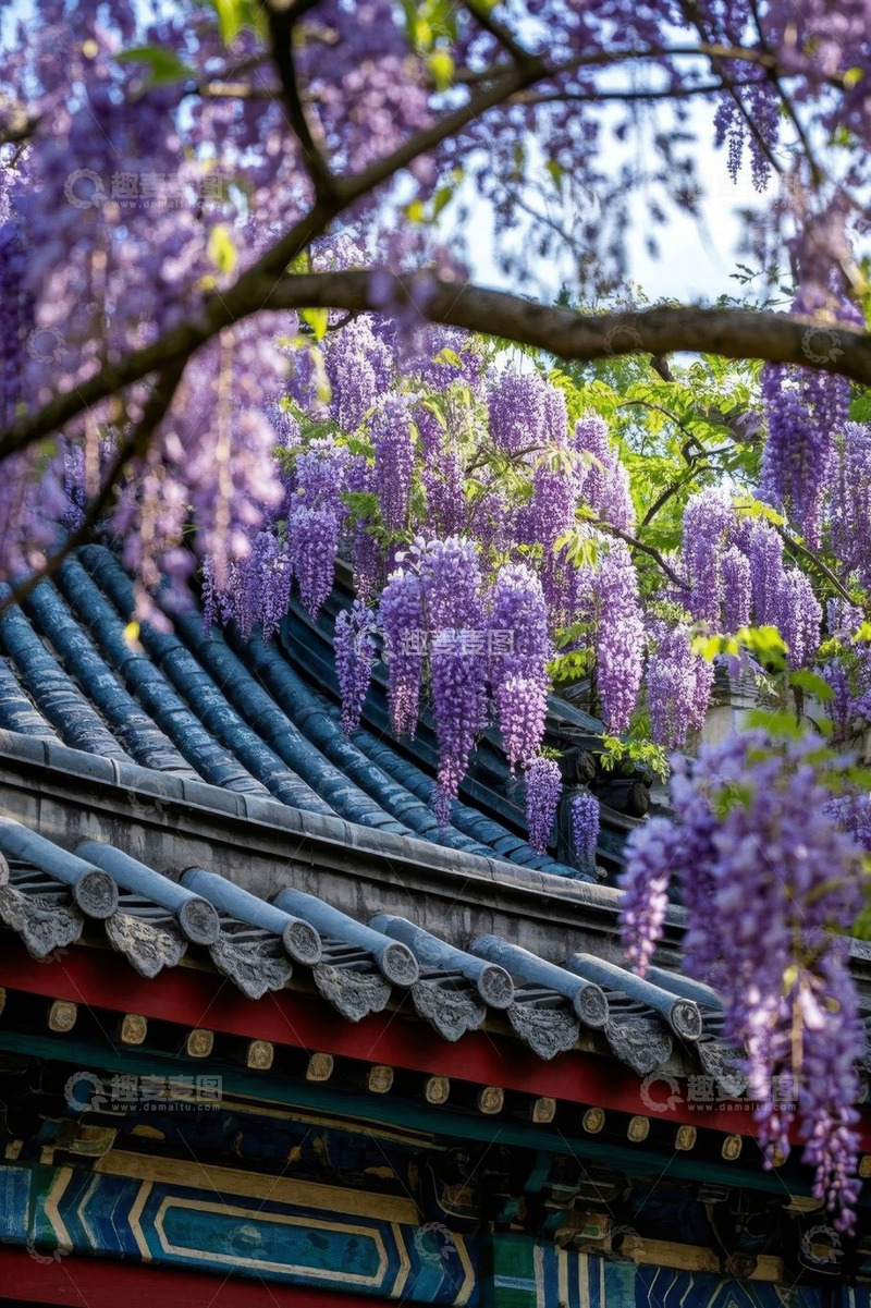 高清大图下载【趣麦麦图】中式屋顶紫藤花景致