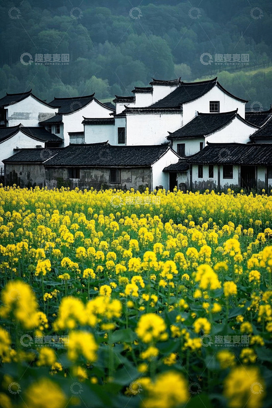 乡村油菜花田旁的传统民居