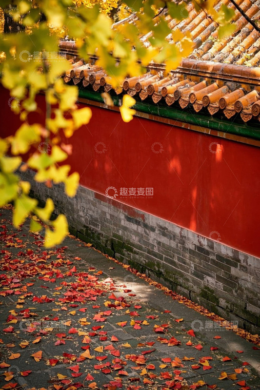 红墙黄叶秋景