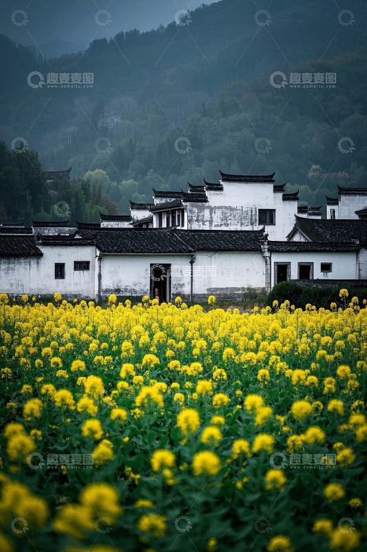 乡村油菜花田旁的白墙黑瓦建筑
