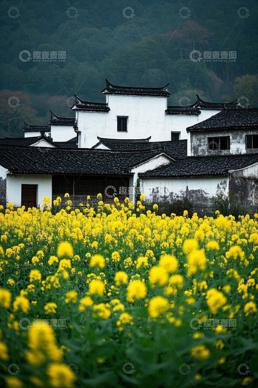 乡村油菜花田旁的徽派建筑