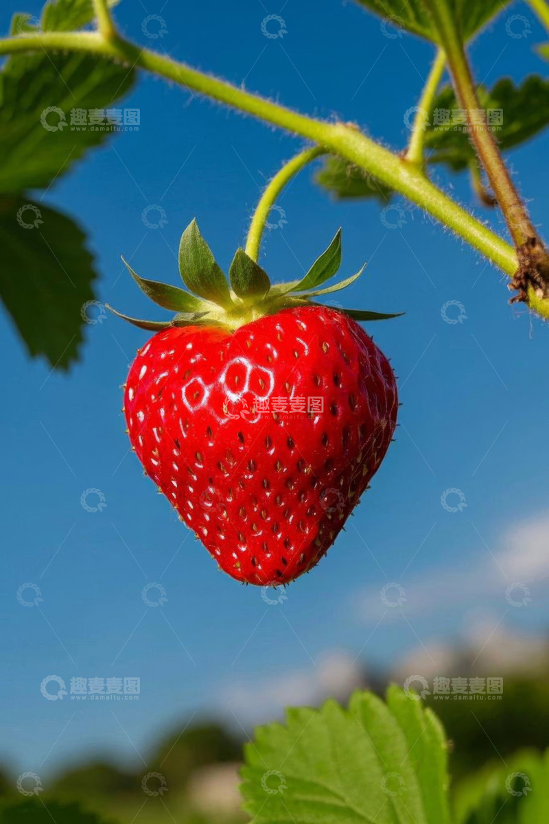 高清大图下载【趣麦麦图】枝头成熟草莓特写