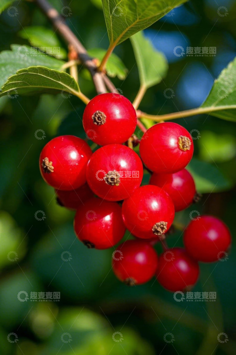 高清大图下载【趣麦麦图】红浆果特写